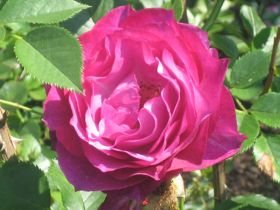 rose-magenta1