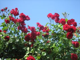 rose-trellis1