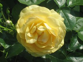 rose-yellow1